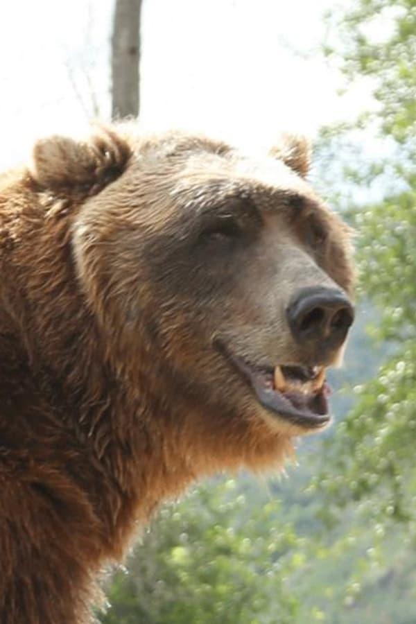 Bart The Bear | The Kodiak Bear
