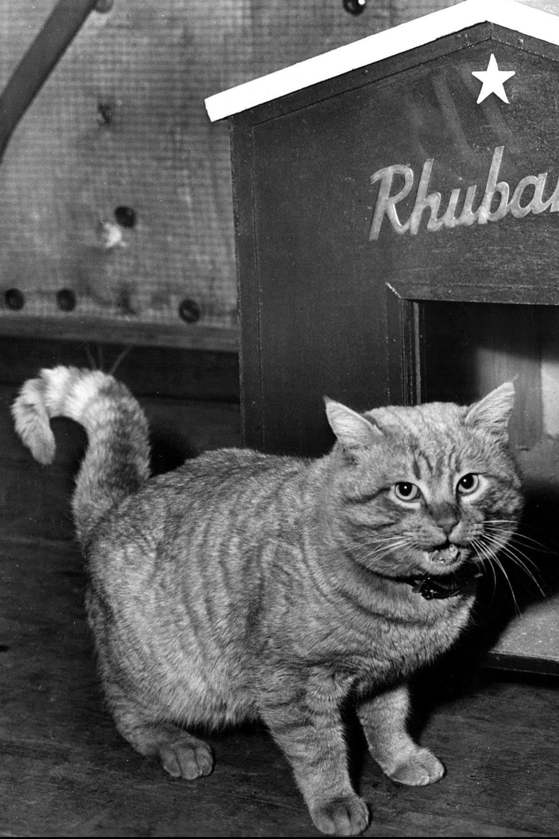 Orangey | Rhubarb (uncredited; one of 14 cats in the role)