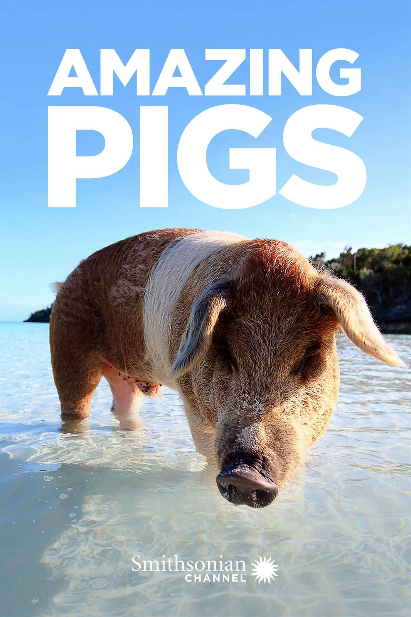 Amazing Pigs poster