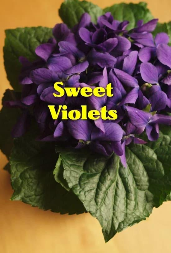 Sweet Violets poster