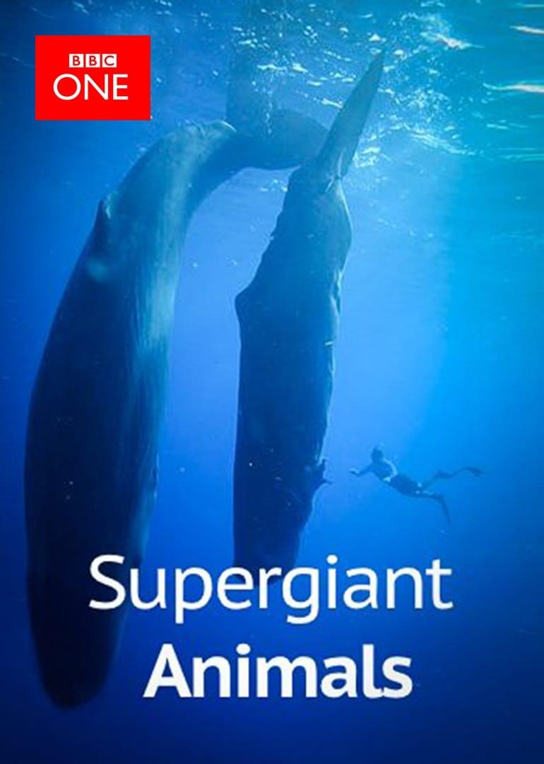Supergiant Animals poster