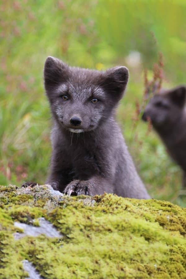 The Arctic Fox: Still Surviving poster