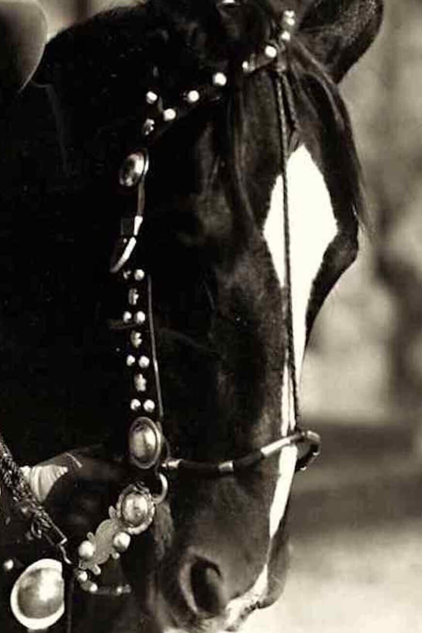 Tony the Horse | Hugh's Horse