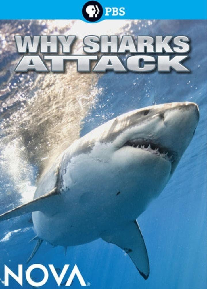 Why Sharks Attack poster