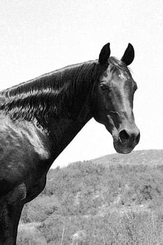 Highland Dale | Horse