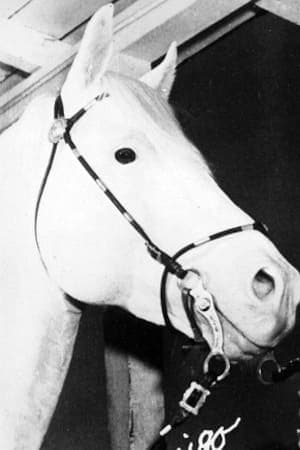 White Flash | Tex's Horse